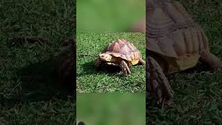 kachhua dhi mein kyon chalta hai amazingfacts tortoise turtle animals interestingfacts [upl. by Nabois]