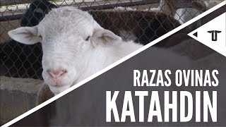 Katahdin  Razas ovinas [upl. by Merriam]