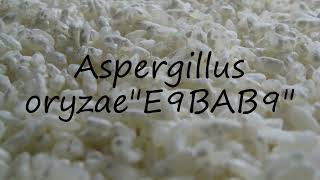 How to pronounce Aspergillus oryzaequotE9BAB9quot in English [upl. by Etteniuqna147]