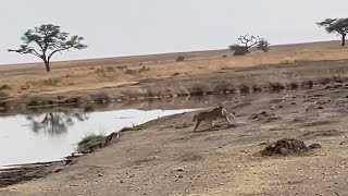 Gazelle continues drinking after herd runs away [upl. by Peirce]