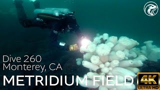 SCUBA How To Dive Metridium Fields  Monterey CA 2024  4k [upl. by Nayek113]