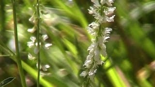 White SweetClover Melilotus albus Melilotus alba  Introduced Species [upl. by Eidurt]