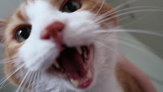 Cat Meowing Compilation [upl. by Rosalinde]