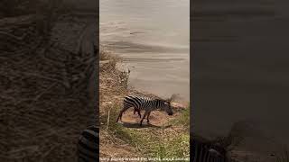 A zebra gravely injured collapses by the lake as a crocodile waits nearby PredatorVsPrey [upl. by Maffa993]