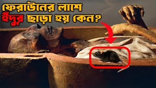 কেন ফেরাউনের লাশের উপর প্রতিবছর নির্দিষ্ট সময় ইঁদুর ছাড়া হয় [upl. by Arihsa]