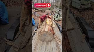 Sawmilling  Debarking Peeling HUGE Tulip log for milling by hand woodworking sawmill [upl. by Wolfy404]