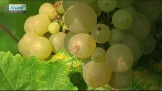 Les vendanges de A à Z en Alsace [upl. by Esela405]