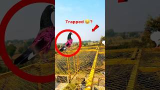 kabootar Pakerty Time Moye Moye Ho GYA  pigeonvideos bird pigeonlover kabutar trapped kabutr [upl. by Ettenan]