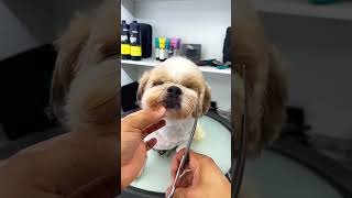 Shih Tzu Grooming [upl. by Pathe]