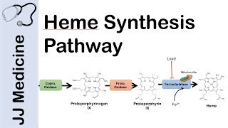 Heme Synthesis Pathway [upl. by Atinus]