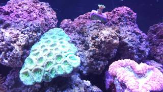 40 Gallon Breeder Salt Water Reef Tank [upl. by Ananna]