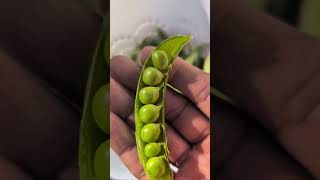 Sugar snap peas 🫛 Quick Harvesting in Winter garden newyork longisland gardening [upl. by Aninep]