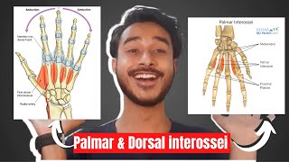 Palmar interossei muscles of hand  Dorsal interossei muscles of hand  intrinsic muscles of hand [upl. by Dilahk750]