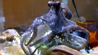 Pet Octopus Opens Jar [upl. by Schuler]