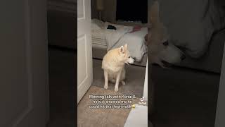 🐾💙 dog husky dogshorts doglover doglife huskies seniordog dogsofyoutube talkingdog nurse [upl. by Leunamne]