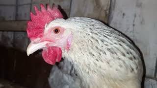 Пробиотик для цыплятProbiotic for chickens [upl. by Ihcalam]