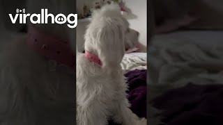 Blind and Deaf Dog Recognizes Owner By Smell  ViralHog [upl. by Evelina]