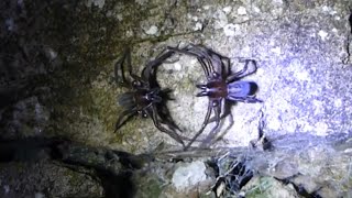 Spider Fight  Black lace web weaver spiders  Amaurobius ferox [upl. by Atsuj]