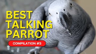 Best Talking Parrot Compilation 3  Gizmo the Grey Bird [upl. by Alben648]