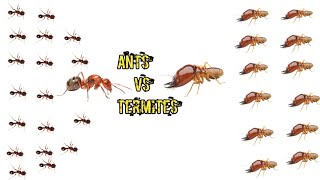 ANTS vs Termites Ants prey on termites [upl. by Hurlow]