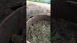 How Mentha Oil is Produced [upl. by Othella]