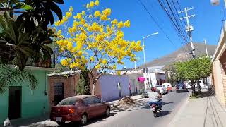 este arbol se llama lluvia de oro elde las bolas blancas dealgodom se yama pochote [upl. by Novla]