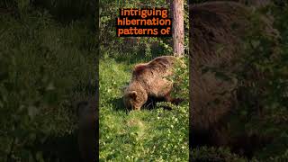 Hibernation Habits of Grizzly Bears  The Wild Animal Facts [upl. by Armond]