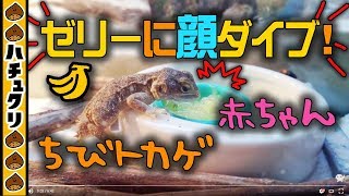 おチビトカゲの赤ちゃん果実ゼリーを食べる、の巻ゼノガマベビーZenagama Taylori eating jelly【爬虫類ペット】 [upl. by Ehtyaf]