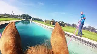 The equine swimming pool from the horses perspective 😎 [upl. by Nwahsear]