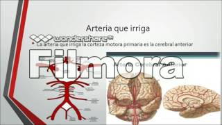 Corteza motora primaria [upl. by Dominick]