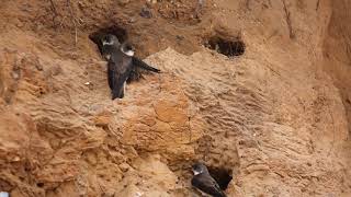 Sand Martins at Gramborough Hill Salthouse  Mindful Moments in Nature  Relaxation in wild Norfolk [upl. by Eissel]