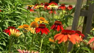 The hybrid coneflower makes a statement in your garden [upl. by Spark]