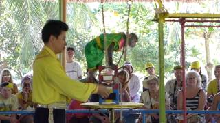 Vietnam Nha Trang Monkey Island  Monkey Circus Show HD [upl. by Valentine]