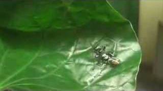 Fierce female fighting jumping spiders [upl. by Brantley120]