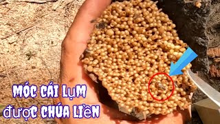 cách thu hết 100 nhanh gọn lẹ [upl. by Eyar]