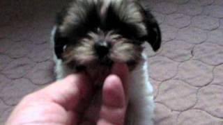 Shorkie puppies are the BEST at wwwshorkieworldcom come see us [upl. by Shih]