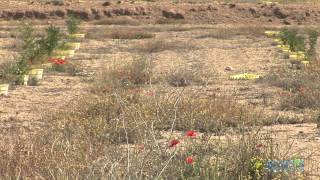 University of Valladolid starts in Spain the 2b hectares reforestation project [upl. by Marty]