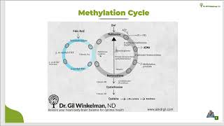 Methylation CycleQuick Take [upl. by Anirtac]