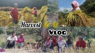 harvest 🌾 🌾 VLOG 🧺  Complete Guide for Seeds harvest [upl. by Anoy]