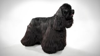 Cocker spaniel  Black Colour [upl. by Tillio471]