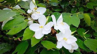 koboleela Tree  White Petan Flower Shrub  Dwarf White Bauhinia Bauhinia acuminata [upl. by Hillegass895]