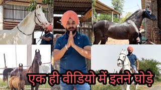 मेरे फार्म के घोड़े घोडियां Marwari Stallion KHAWAB and Other Horses Gurdev Singh 9781990406 [upl. by Musser]