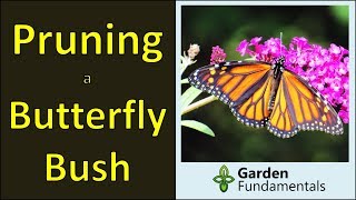 How to Prune a Butterfly Bush for Maximum Flowers Cutting back a Buddleia [upl. by Ahsiet410]