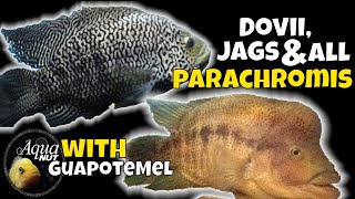 Dovii Wolf Cichlid JaguarJag Cichlid amp ALL Parachromis Care 🐟 Meanest Cichlids [upl. by Hebel]