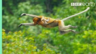 Proboscis Monkeys Leap Into CrocodileInfested River  BBC Earth [upl. by Hunger14]