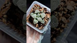 Hawothia pygmaea haworthia succulent shorts [upl. by Sevart]