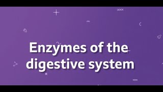 Enzymes of the digestive system KS3 Biology BBC Bitesize [upl. by Waldemar]