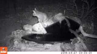 Australian native Brushtail Possum drinking [upl. by Aniratak851]