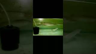 Online Fish Shopping in India  Fish Tank for SALE Call Anil 9210090877 trending viral shorts 11 [upl. by Nolyarg]