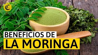 BENEFICIOS de la MORINGA ¿Para qué sirve y cómo se toma [upl. by Gratiana]